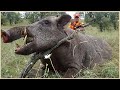 How Do American Hunters And Farmers Deal With Million Of Super Wild Boar By Guns