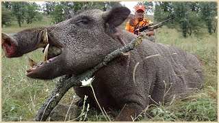 How Do American Hunters And Farmers Deal With Million Of Super Wild Boar By Guns