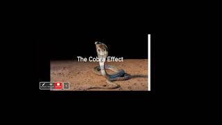 THE COBRA EFFECT - Quality Thinking And decision Making System - Part 3