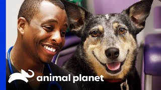Dr. Blue Helps Poor Dog With Her Appetite | The Vet Life