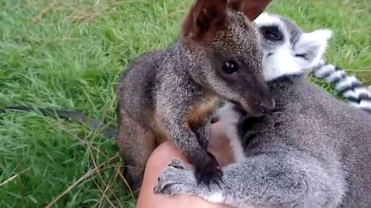 Baby Wallaby