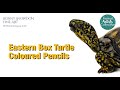 Animal Artists Collective - drawing an Eastern Box turtle with Coloured pencils