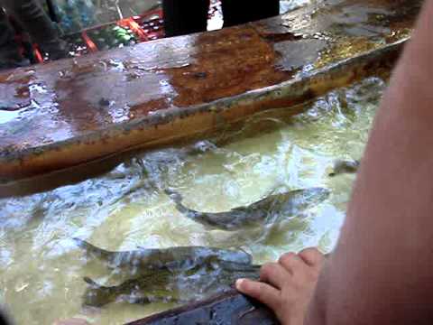 Trout Tickling Youtube