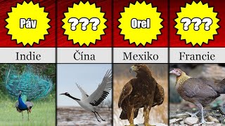 TOP 30 Národní Ptáci Podle Zemí | Porovnání