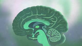 How Experience Shapes Your Brain