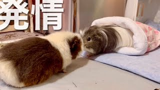 オスの発情タイム【モルモットの発情・マウンティング】我が家の対処法　Male guinea pig estrus