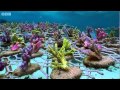 Coral Gardening | South Pacific | BBC Earth