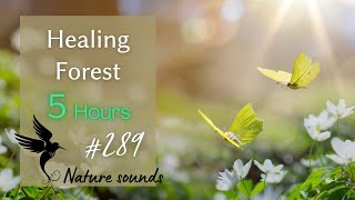 【ピアノBGM】ヒーリング フォレスト♫～癒しの森 |  Healing Forest - Relaxing Piano Music with Nature sounds