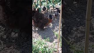 Pas besoin de traitement. Maman poule apprend à ses petits à attraper les chenilles 🐛#animaux