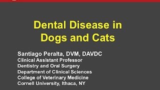 Recognizing and Treating Common Dental Conditions in Dogs and Cats - conference recording