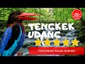 tengkek udang gacor 10 Jam - suara air terbaik