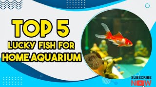 Top 5 lucky fish for Home aquarium| #fishaquariumDinesh