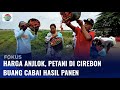 Harga Cabai Anjlok, Petani Cabai di Cirebon Buang Cabai Hasil Panen | Fokus