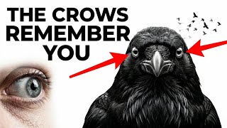 Crows Secretly Remember Human Faces