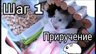 Как приручить хомяка? Приручение Эми - шаг 1