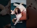 (Dubbing kucing tiktok) anak ku mau diculik