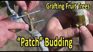 Grafting Fruit Trees Patch Budding Grafting Technique