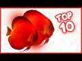 Top 10 Most Gorgeous Discus Fish in the World