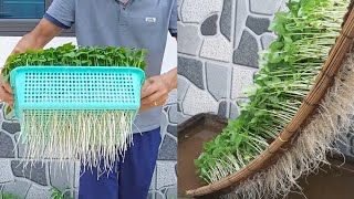 Ideas | Growing sprouts at home | No need for land, fast to harvest