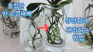 반 수경재배의 장단점과 관리방법, 반수경재배에 적합한호접란. Pro and cons Phalaenopsis semi- Hydroponics and Management Method.