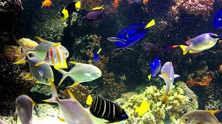 🐠 Amazing Beautiful Coral Reef Fish - Relaxing Sleep Meditation Music