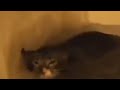 Some Viewers May Find the Following Video Disturbing Meme (Mleb)