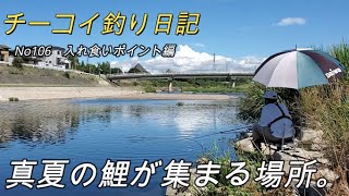 【鯉釣り】テトラ周辺で真夏の鯉をねらったら驚きの結果に！