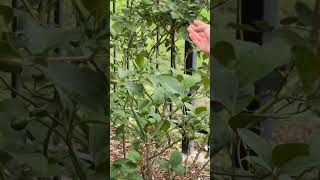 Update On My Lemon Tree