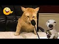 Hilarious 2024 Pet Moments: Cats and Dogs at Their Funniest 😂 Part24