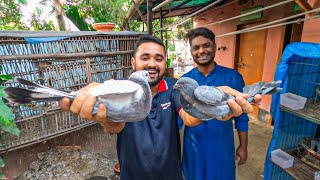 মুরাদের কাছ থেকে ২টি কবুতরের বাচ্চা কিনলাম