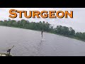 Sturgeon Jumping on the Wolastoq/Saint john River New Brunswick Canada