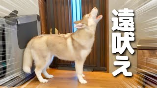 Here is a Siberian Husky howling for the first time to call his far away family...