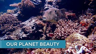 Beautiful Fishes | Underwater Beauty | Underwater Nature | Relaxing Music | Stress Relief Music, 4K