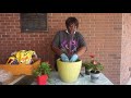 Container Garden -Friedman Branch Library-Augusta-Richmond County Public Library System