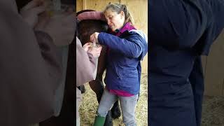 Draft mare pre-breeding exam pt5