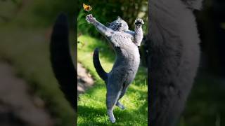 🐱 Funny cat videos | cute cats | Try not to laugh | #shorts  🐈#funnycats