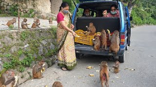 A Man Feed Banana to hungry Monkey | monkey love bananas