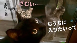 庭にやってくる最後の地域猫を保護すると決めるまで…