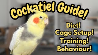Cockatiel Guide | Tips For New Bird Owners | Cockatiel Care, Diet, Training & Behaviour