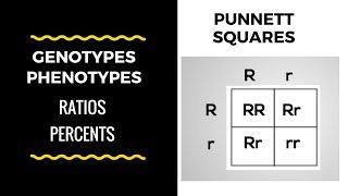 Genotype and Phenotype Ratios and Percents ( Punnett Square Basics)