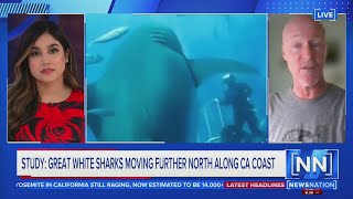 Sharks moving further north along Calif. coast | NewsNation Prime