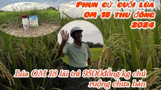 Lúa OM 18 thu đông 2024 || phun thuốc gì cử đỏ đuôi là đòng xanh hạt sáng nặng ký tăng năng suất