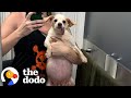 Overweight Senior Dog Becomes Obsessed With Toys | The Dodo