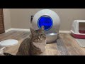 Minnie tests out the Els Pet Self Cleaning Litter Box