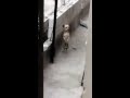 PERRO DOMINICANO QUE BAILA DEMBOW