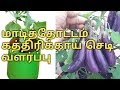 மாடித்தோட்டம் கத்திரிக்காய் செடி இயற்கை முறையில் வளர்ப்பது எப்படி