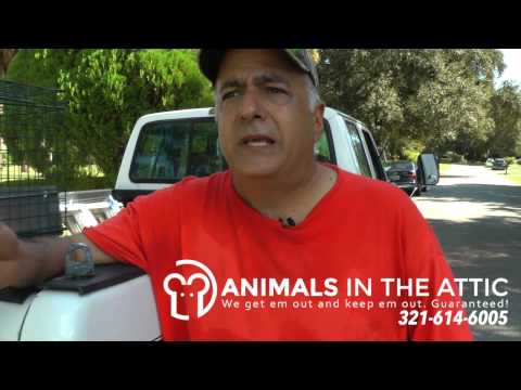 Wildlife & Critter Control - Raccoon Eviction Palm Bay - Removing Animal from Attic 321-614-6005 Wildlife & Critter Control - Raccoon Eviction Palm Bay - Removing Animal from Attic 321-614-6005
