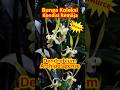 Dendrobium Archipelagense Pecinta Anggrek Wajib Punya. Kondisi Remaja Harga Lebih Terjangkau #dendro