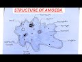 How to Draw Amoeba Diagram / Draw Amoeba Diagram/ Draw Amoeba/ how to draw amoeba step by step