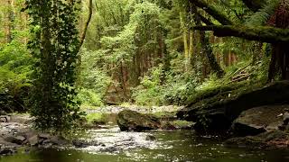 BEAUTIFUL BIRDSONG DEEP IN THE FOREST, RELAXING NATURE SOUNDS, SINGING NIGHTINGALE